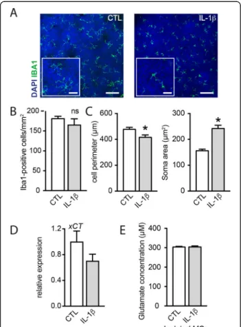 Fig. 4 Microglial cells do not participate directly to glutamate homeostasis disruption induced by IL-1 β 