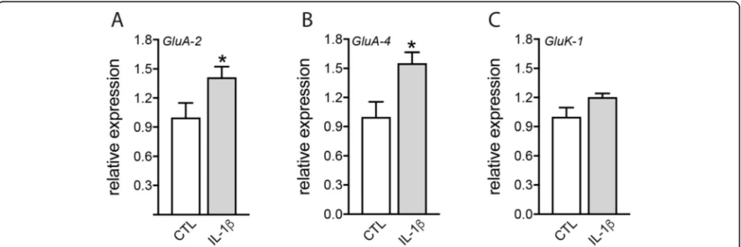 Fig. 5 IL-1 β increases ionotropic glutamate receptor expression in the retina. a – c RT-qPCR of GluA-2 , GluA-4 , and GluK-1 mRNAs normalized with the mean of 3 HKG mRNAs in total mouse retinal explants after 18 h of culture with or without IL-1 β (50 ng/