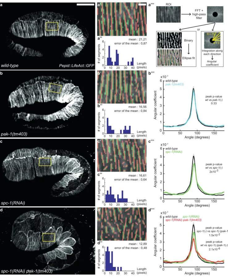 Figure 3: Actin filament defects in SPC-1 and PAK-1 defective embryos 
