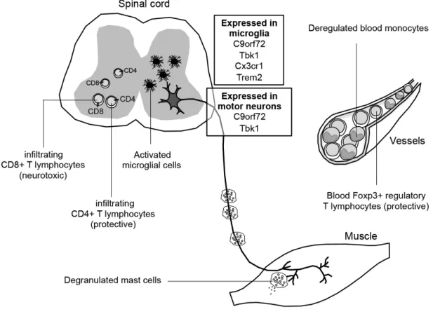 Figure  1.  Evidence  of  involvement  of  neuroinflammatory processes  in  amyotrophic  lateral sclerosis (ALS)