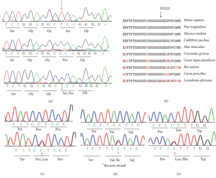 Figure 6: Molecular genetic results. (a) Sequence chromatograms for normal control (top), Case II-2 (middle), and Case III-2 (bottom) are shown