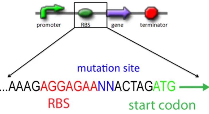 Fig. 1: The sequence of RBS part BBa_B0034. The conserved sequence is marked in red. 