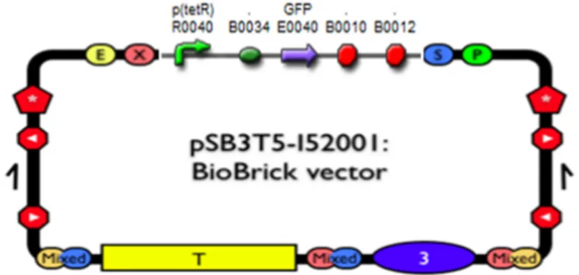 Fig. 2: The part pSB_I13522 was inserted into the low copy number backbone pSB3T5. 