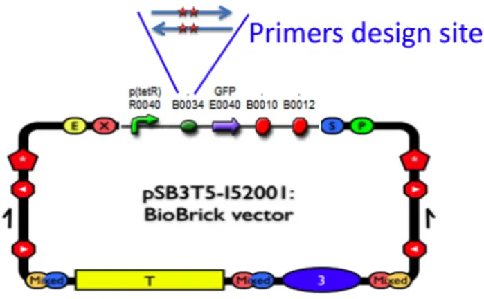 Fig. 4: The degenerated primers were designed to amplify the RBS part BBa_B0034. 