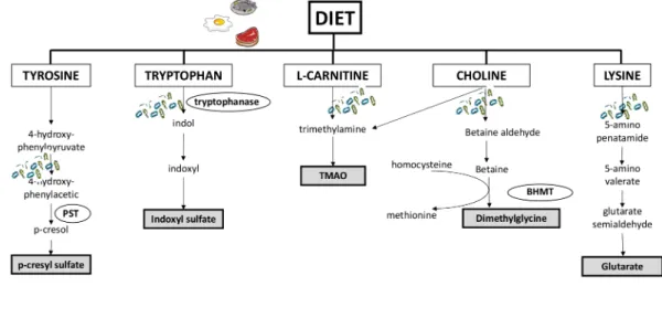 Figure 1. Major pathways involved in the production of uremic retention solutes from nutrients and the interplay with intestinal microbiota