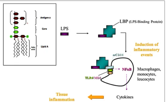 Fig. 1. Pro-inflammatory events induced by plasma lipopolysaccharides (LPS). Adapted from Laugerette et al
