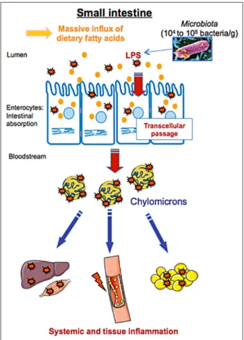 Fig. 2. Postprandial endotoxemia and associated inflammation in- in-duced by the intestinal transcellular passage of bacterial LPS during lipid absorption (adapted from Vors et al., 2014)