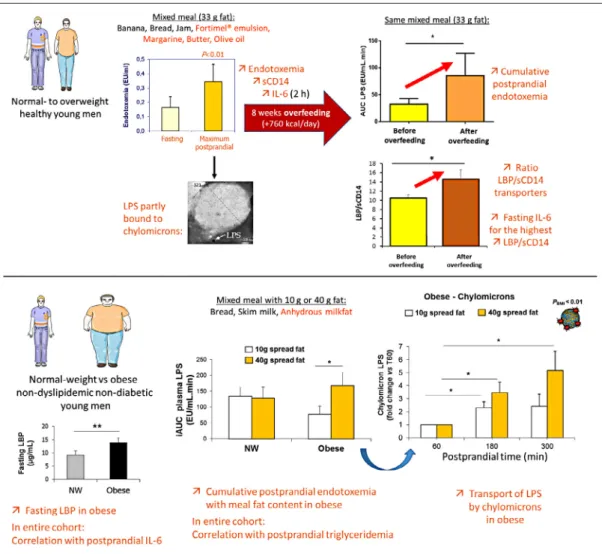 Fig. 3. Summary of recent studies about postprandial endotoxemia in lean, overweight or obese men (Laugerette et al., 2011, 2014; Vors et al., 2015)