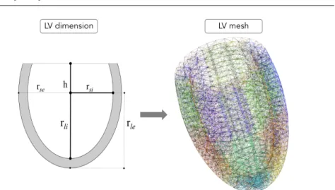 Fig. 1 creation of the mesh of the 3D LV model, which was divided in 16 segment according to the standardized segmentation of the AHA