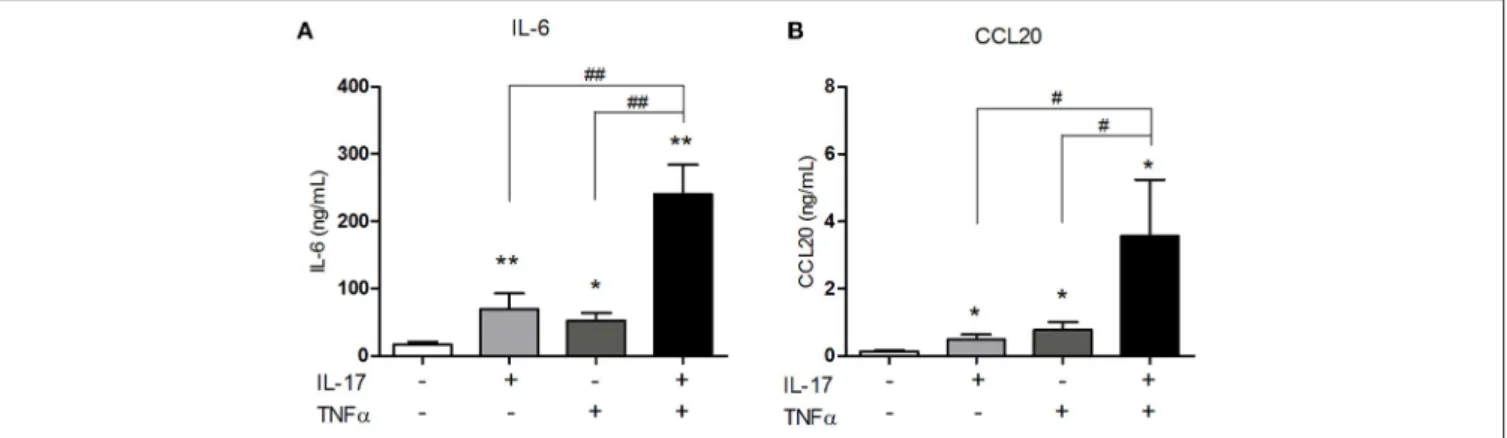 FIGURE 1 | Synergistic effect of IL-17 and TNFα on the CCL20 and IL-6 production by myoblasts