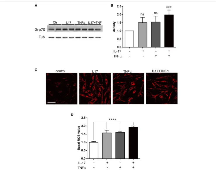 FIGURE 2 | IL-17 and TNFα increase ER stress and mitochondrial ROS in myoblasts. Myoblasts were treated with IL-17 (50 ng/mL) and/or TNFα (1 ng/mL) for 24 h.