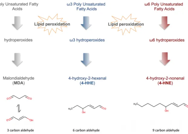 Figure 2. Major reactive lipid aldehydes derived from poly unsaturated fatty acids (PUFAs) oxidation.