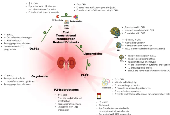 Figure 3. Main effects of oxidized lipids and lipoproteins in chronic kidney disease (CKD)