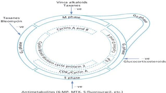 Figure 1: The cell cycle regulatory systems and sites of anticancer drug actions. 6-MP, 6-                          mercaptopurine; MTX, methotrexate  (Ritter et al., 2008)