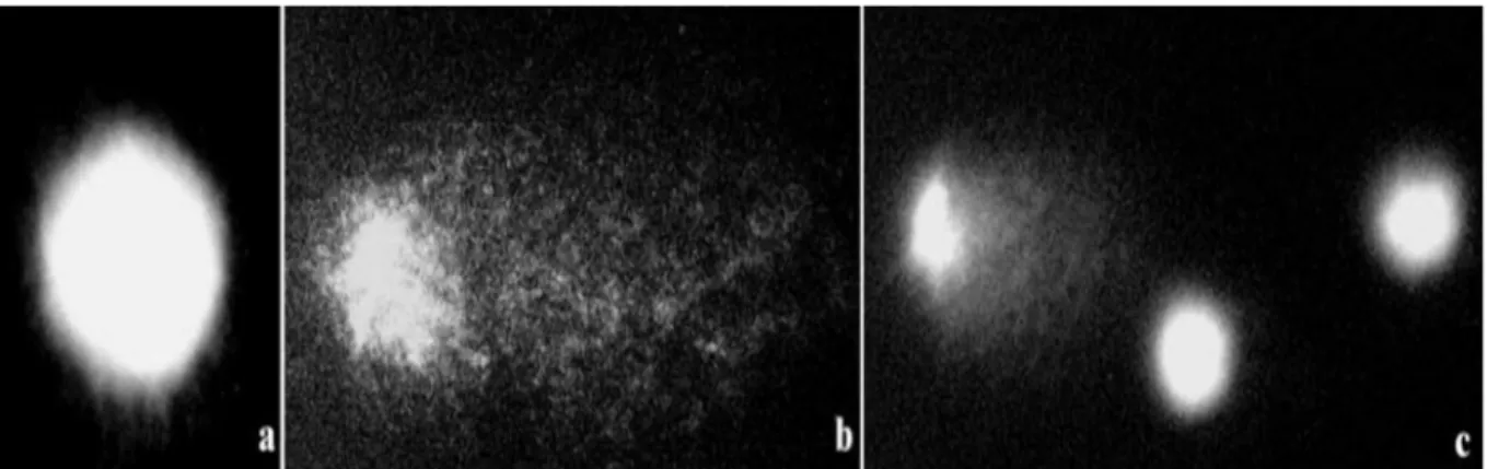 Figure  6:  Comet  assay  in  Crepis  capillaris  cells:  a  -  control  nuclei,  not  damaged;                                        