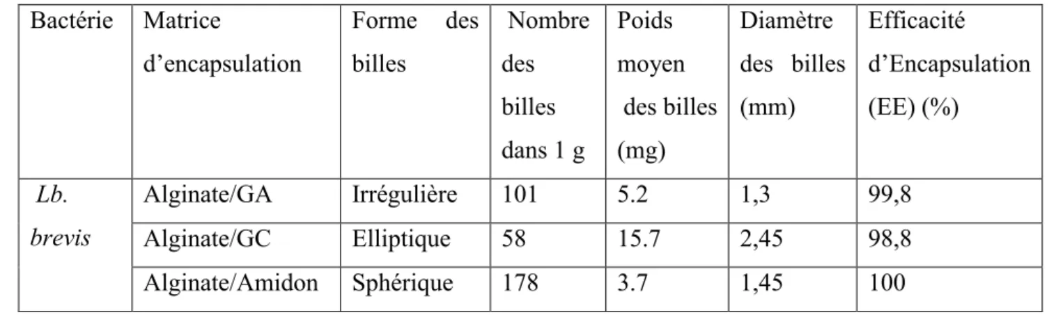 Tableau II. 1: Caractérisation des billes de la souche Lb. brevis.  