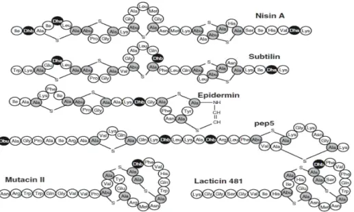 Figure  1  : Structures  de  certains  lantibiotiques  représentatifs.  Les  résidus  impliqués  dans  les  structures  (b- (b-méthyl)  lanthionine  sont  ombrés  en  gris,  les  autres  résidus  modifiés  sont  en  noir  (Dhadéhydroalanine,  Dhb  déshydro