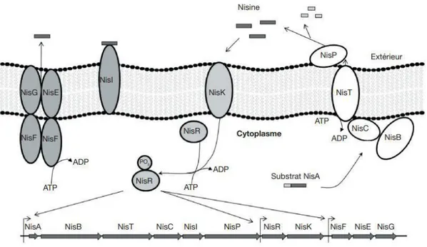 Figure 2  : Régulation de la production, modifications post-traductionnelles et auto-immunité  de  la  nisine  :  le  substrat  NisA  est  le  prépeptide  non  biologiquement  actif  qui  sera  déshydraté  par  NisB  et  cyclisé  par  NisC  avant  sa  tran