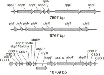 Figure 4 : Organisation génétique des bactériocines de classe II (Rebuffat 2011). 