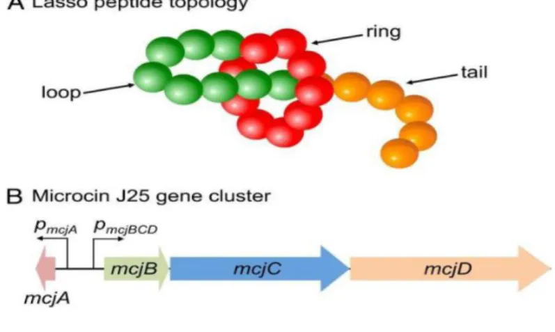 Figure  6  :  Topologie  des  peptides  Lasso  et  cluster  de  gènes.  (A)  Un  peptide  lasso  est  composé  d'un  macrocycle  ou  anneau  lié  par  un  isopeptide  N-terminal  (rouge)  suivi  d'un  segment  linéaire  qui  enfile  l'anneau  en  formant  