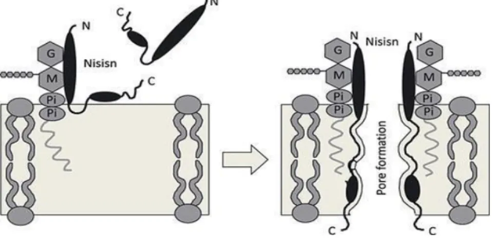 Figure 7: Mode d’action de la nisine (Müller ‐Auffermann et al. 2015) 