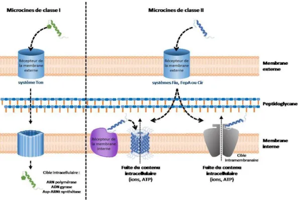 Figure 10: Principaux mécanismes d’action des microcines (Fernande