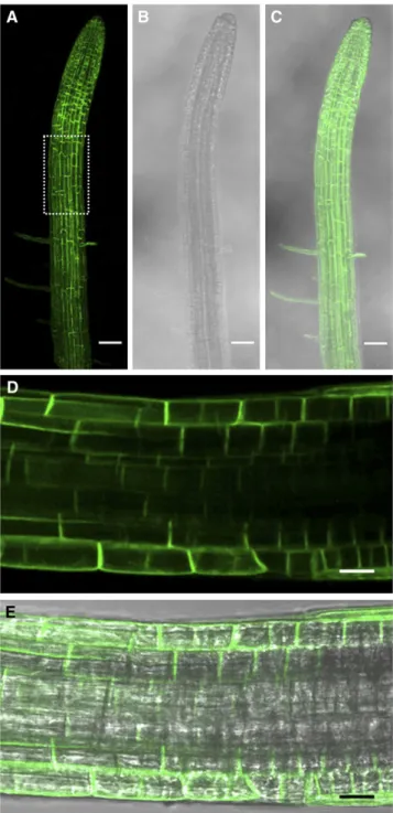 Figure 1. Confocal Microscopy Images of GFP-PIP2;1 Fusion Proteins Expressed in Arabidopsis Roots.