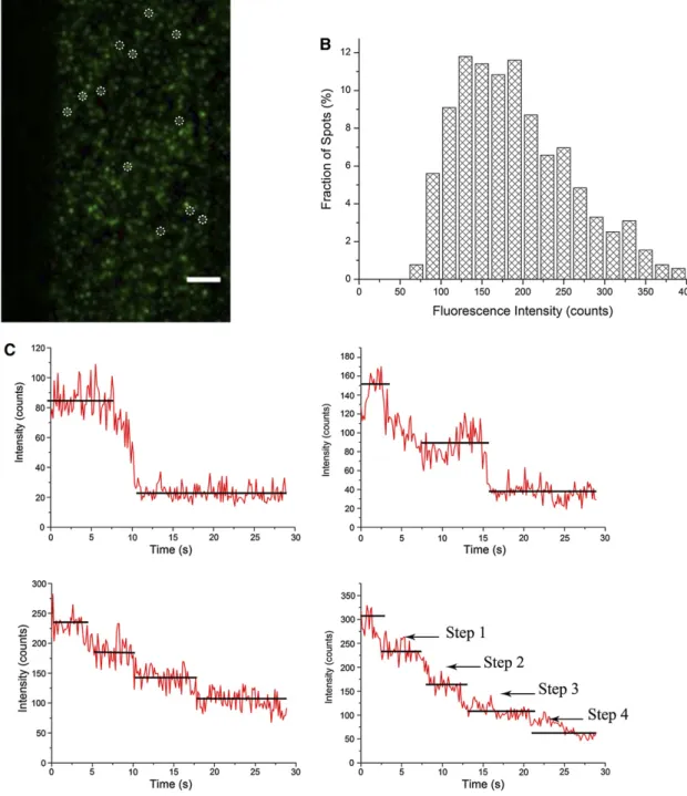 Figure 2. GFP-PIP2;1 Molecules on the Plasma Membrane of Root Epidermal Cells Imaged with EWM and Oligomeric State Analysis.