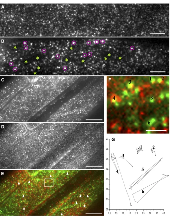 Figure 5. The Partitioning of GFP-PIP2;1 on the Plasma Membrane Is Associated with Membrane Rafts.