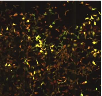 Fig. 8. A snapshot from S2 Movie. The video shows cells expressing varying levels of fluorescence proteins spreading over the surface of the culture dish in a clonal population expressing the short half-lived fluorescent proteins