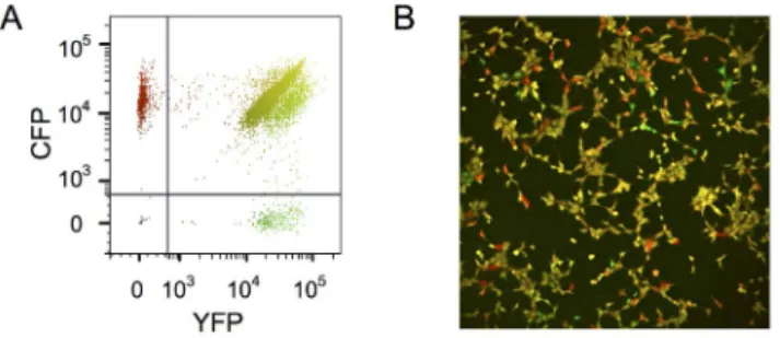 Fig. 1. Cytometry analysis and fluorescent microscopic image of the cell clone investigated in this study