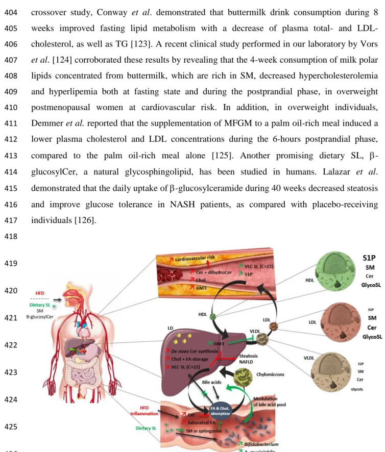 Figure  2.  Schematic  representation  of  potential  sphingolipid  metabolism  alterations  in  427 