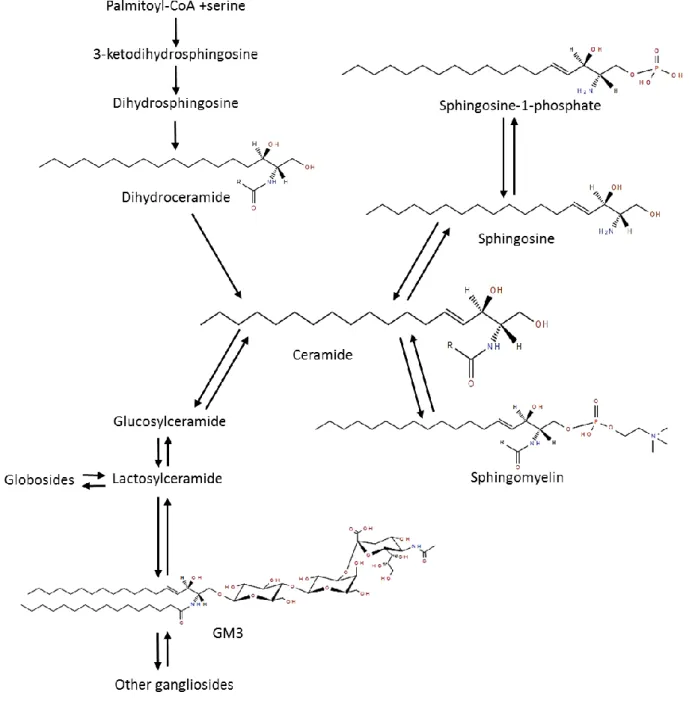 Figure 1. Summarized partial pathway of sphingolipid biosynthesis  88 