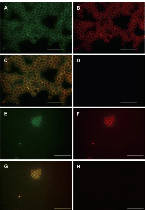 Figure 3. Positive staining for exosome markers on nanoparticles isolated from uterine fluid and associated mucus