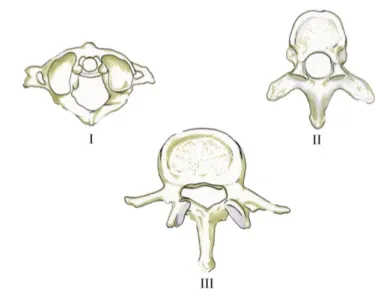 Fig. 1. Illustration of the shape of the vertebrae [10]. I - Representative shape of cervical C3-C7