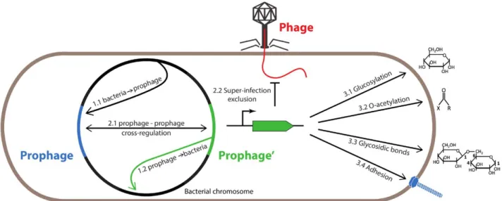 Fig. 1.   Multiple interactions between prophages and Salmonella hosts: The multiple host-prophage and prophage-prophage interactions  depicted in the text are illustrated