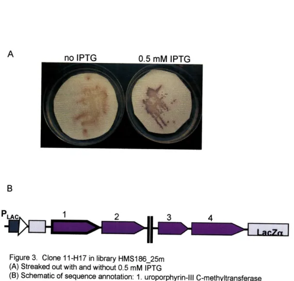 Figure  3. Clone  11-H17 in library HMS186_25m (A) Streaked out with and without 0.5 mM  IPTG
