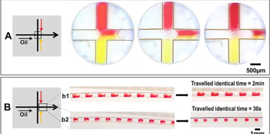 Fig. 6 (A) Generation of droplet by injecting two aqueous solutions facing each other in a 500µm ID cross-junction