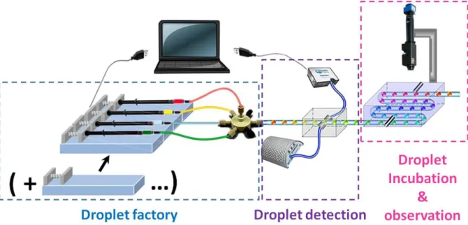 Fig. 1 Schematic illustration of the entire microfluidic platform. 