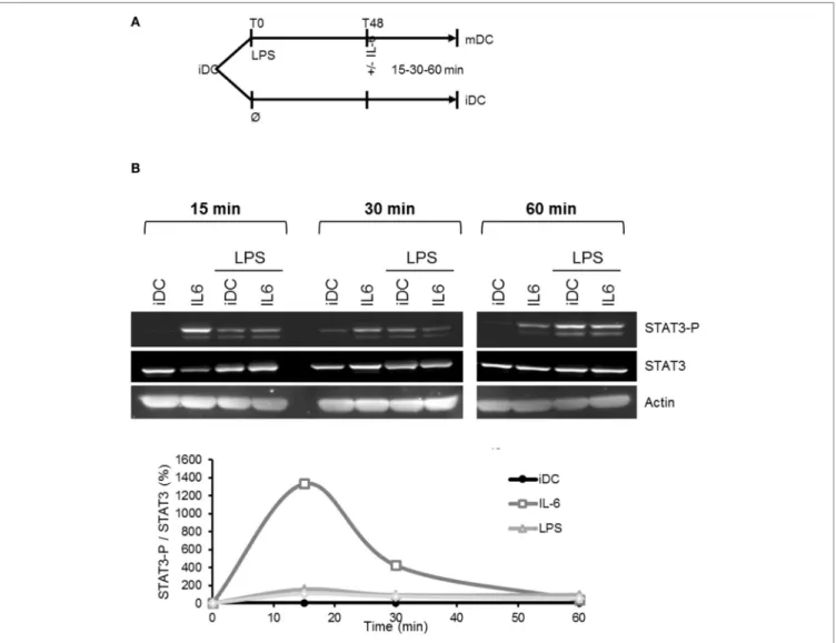 FigUre 8 | Lipopolysaccharide (LPS)-induced mIL-6R loss desensitizes dendritic cells (DCs) to IL-6 treatment