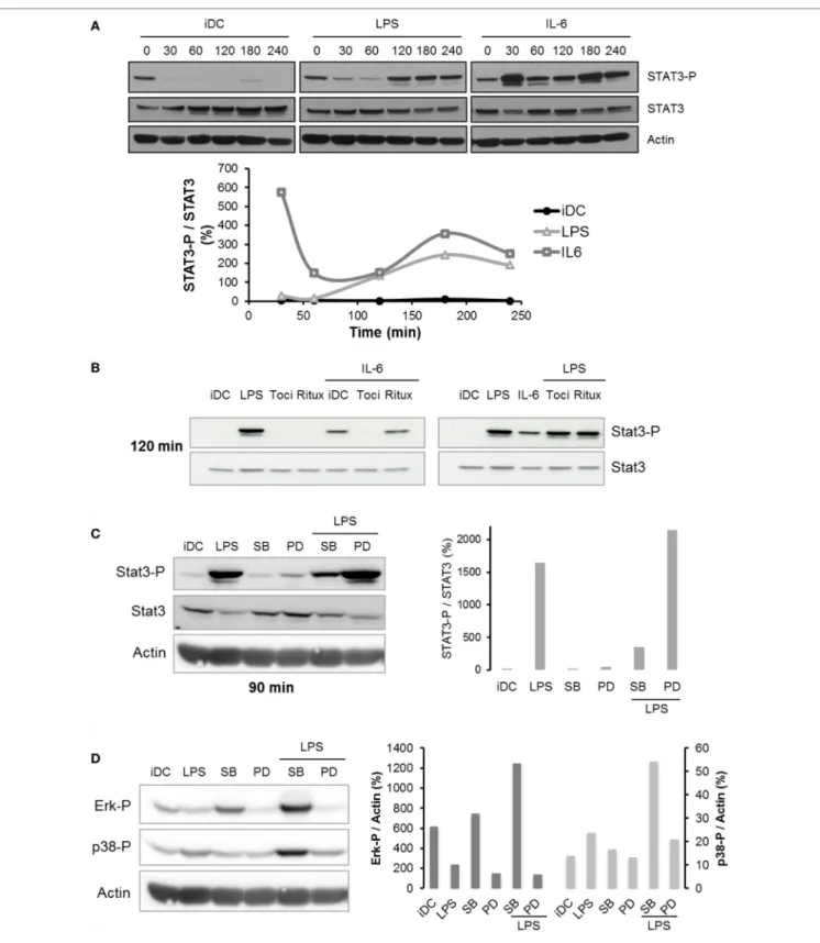 FigUre 6 | Regulation of STAT3 pathway following lipopolysaccharide (LPS) treatment. (a) iDCs were treated with LPS 50 ng/ml or IL-6 150 ng/ml