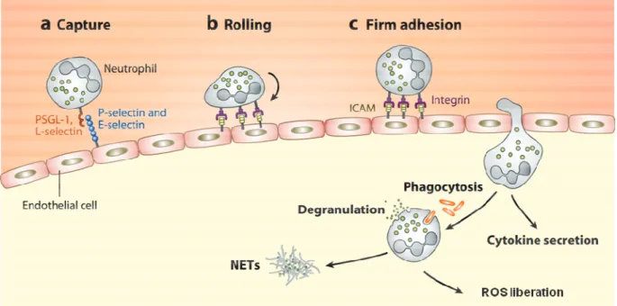 Figure  1:  Recrutement  des  PNN  s d’élimination des pathogènes