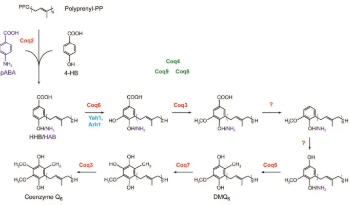 Figure  7  depicts  the  pathway  of  CoQ  biosynthesis  in  S.  cerevisiae.  Coq1p,  an  isoprenyl  diphosphate synthase, generates the isoprenoid chain that constitutes the final lateral chain  of CoQ