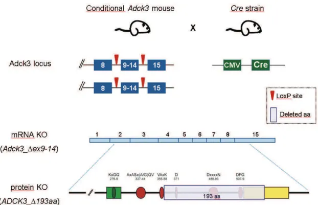 Figure  11.  Generation  of  the  constitutive  KO  for  Adck3.  Targeting  of  Adck3  locus  with  LoxP  sites  gives  rise  to  a  knockout  allele  lacking  exons  9  to  14