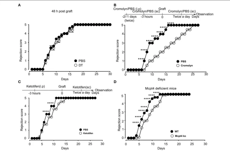 FIGURE 9 | Blockade of mast cell degranulation or certain MC mediators released by degranulation delays rejection