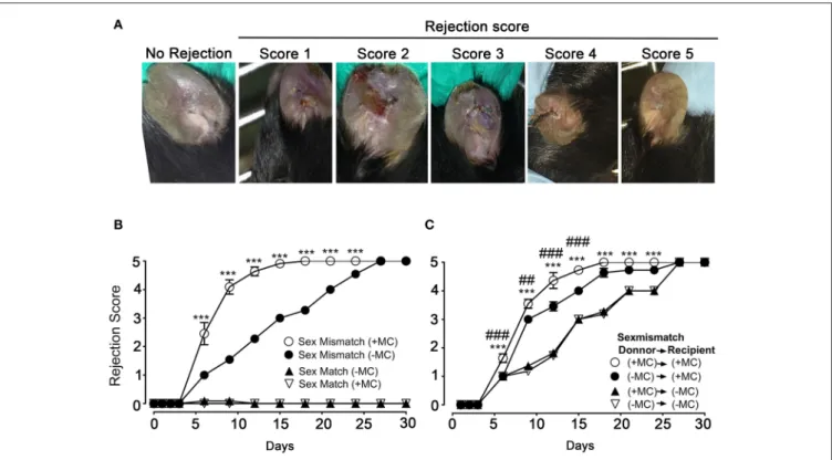 FIGURE 2 | The presence of mast cells accelerates graft rejection in a sex-mismatch MHC ClI-restricted minor transplantation antigen donor ear skin model.