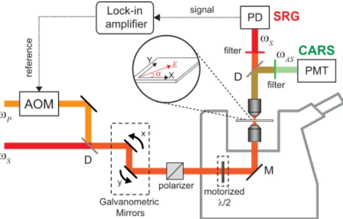 Figure 2: Description of the polarization-resolved CRS microscope setup. The linear po- po-larization orientation of both exciting beams is controlled by a motorized achromatic half wave plate placed before the excitation objective