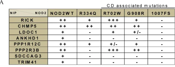 Fig 5. Interaction between NIPs and NOD2 mutants. (A) Interaction between 8 full length NIPs and different NOD2 mutants (Blau or CD