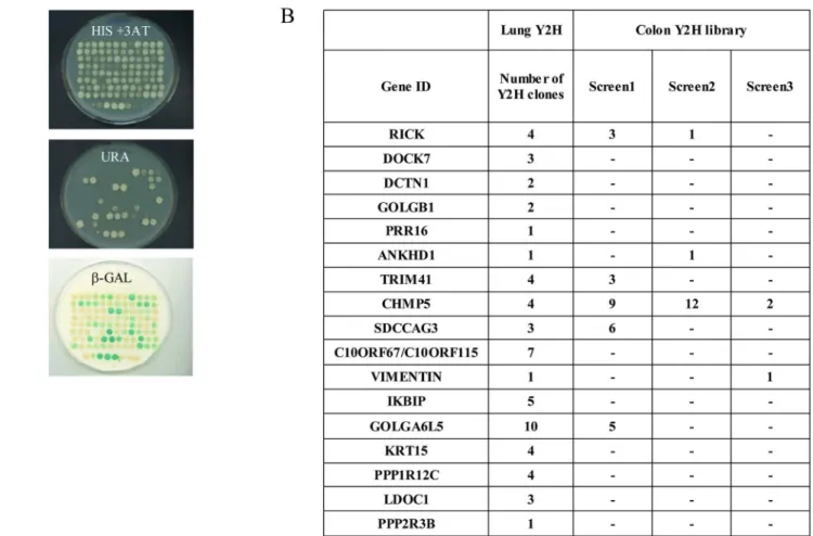 Fig 1. Yeast two hybrid screens using NOD2 as a bait. (A) Colon and Lung cDNA libraries fused to GAL4AD were screened with NOD2 full length protein fused to GAL4DBD and transformed yeast cells were plated onto minimal selective medium lacking Tryptophan, L