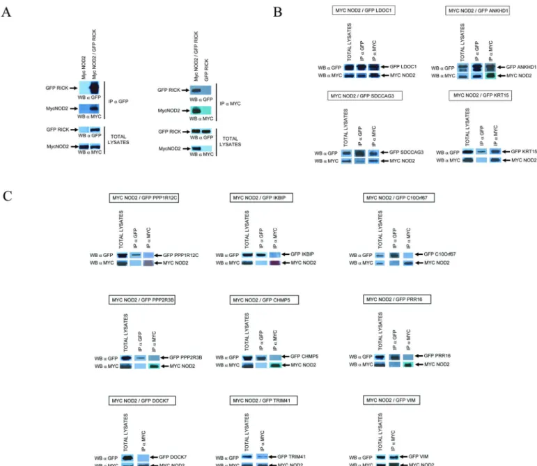 Fig 2. Co-Immunoprecipitations between NOD2 and NIP candidates. NOD2 cDNA was tagged with a MYC epitope at its N-terminus and all other NIP cDNAs were tagged with EGFP